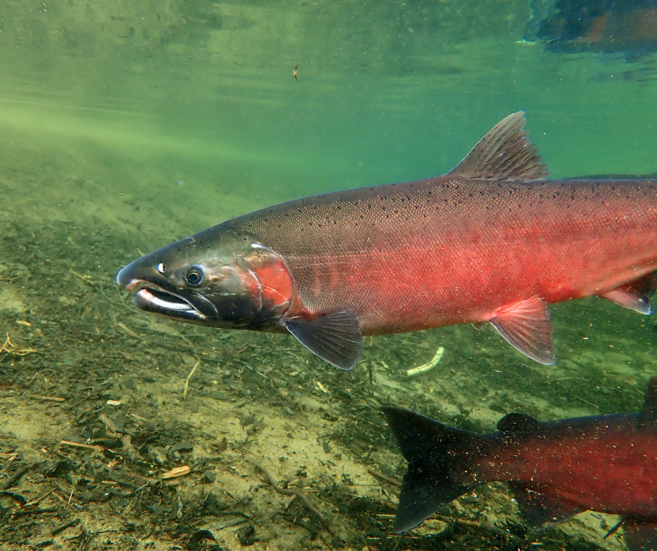 Capilano River Hatchery